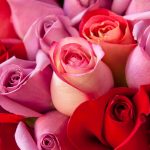 rose-color-meanings-hero